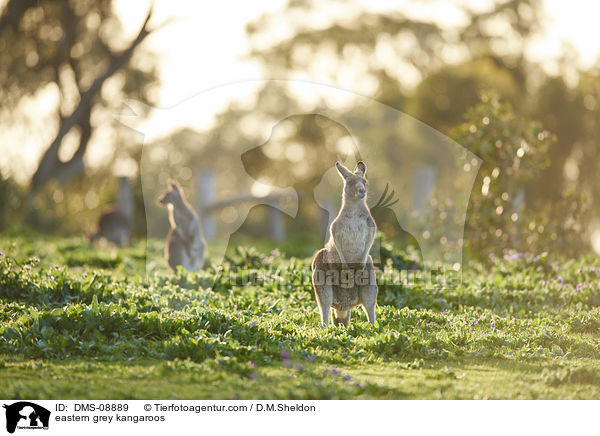 eastern grey kangaroos / DMS-08889