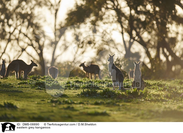 eastern grey kangaroos / DMS-08890