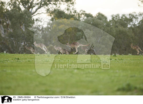 eastern grey kangaroos / DMS-08894