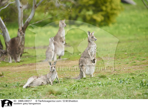 eastern grey kangaroos / DMS-08917