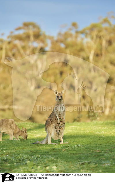 eastern grey kangaroos / DMS-08928
