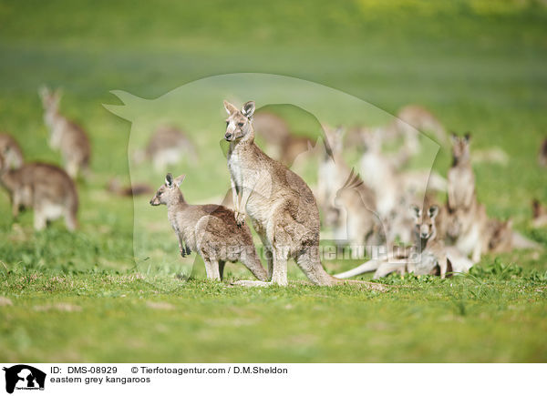 eastern grey kangaroos / DMS-08929