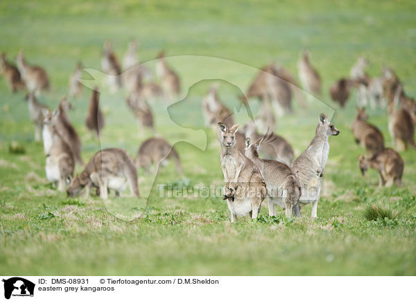 eastern grey kangaroos / DMS-08931