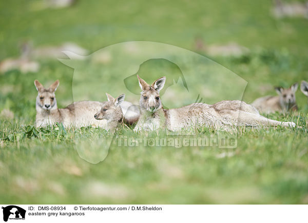 eastern grey kangaroos / DMS-08934