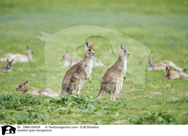 eastern grey kangaroos / DMS-08936