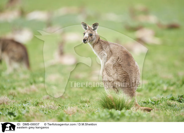 eastern grey kangaroo / DMS-08937
