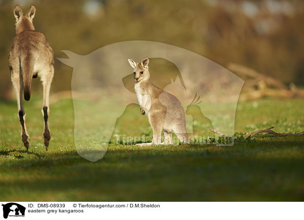 eastern grey kangaroos / DMS-08939