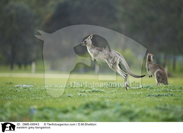 eastern grey kangaroos / DMS-08943