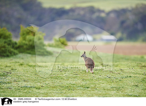 eastern grey kangaroo / DMS-08944