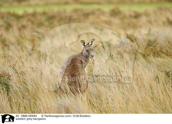 eastern grey kangaroo / DMS-08994