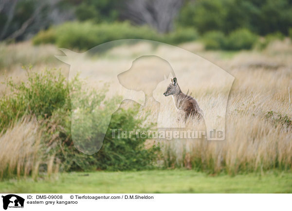 eastern grey kangaroo / DMS-09008