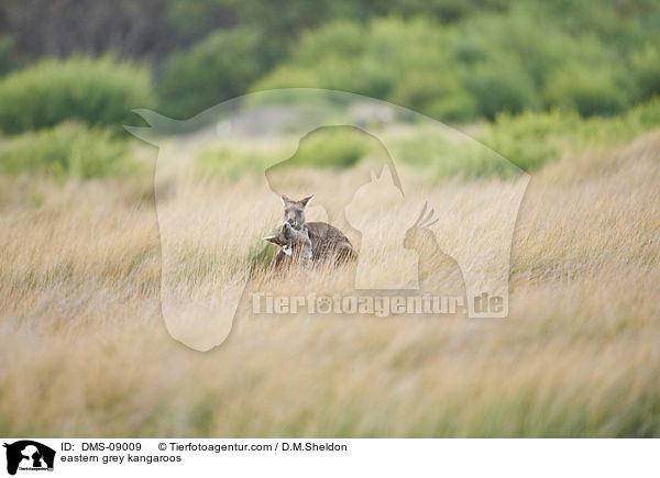 eastern grey kangaroos / DMS-09009