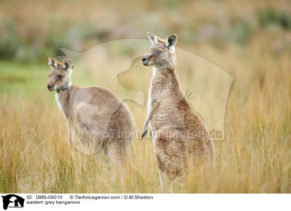 eastern grey kangaroos / DMS-09010