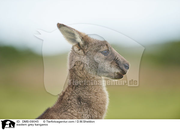 eastern grey kangaroo / DMS-09045