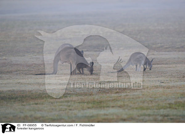 forester kangaroos / FF-08955