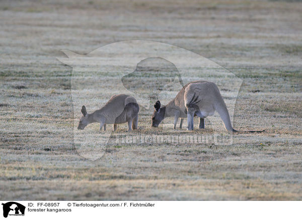 forester kangaroos / FF-08957