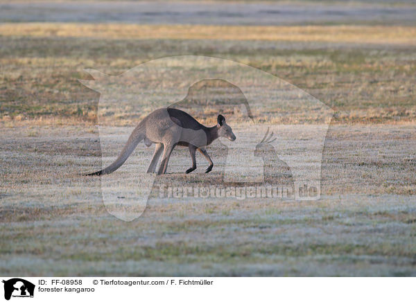 forester kangaroo / FF-08958
