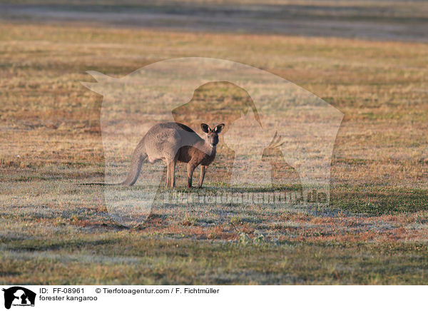 forester kangaroo / FF-08961
