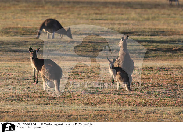 forester kangaroos / FF-08964