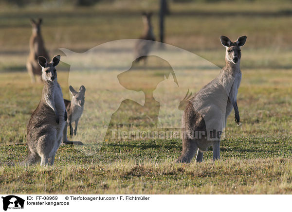 forester kangaroos / FF-08969