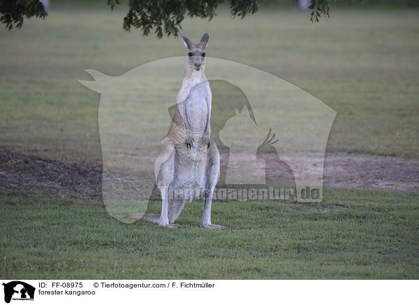 forester kangaroo / FF-08975