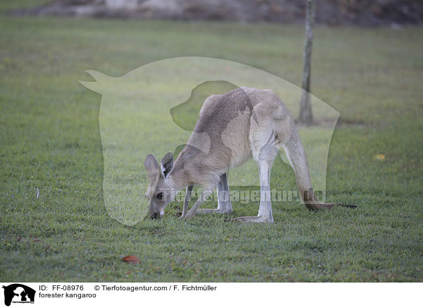 forester kangaroo / FF-08976
