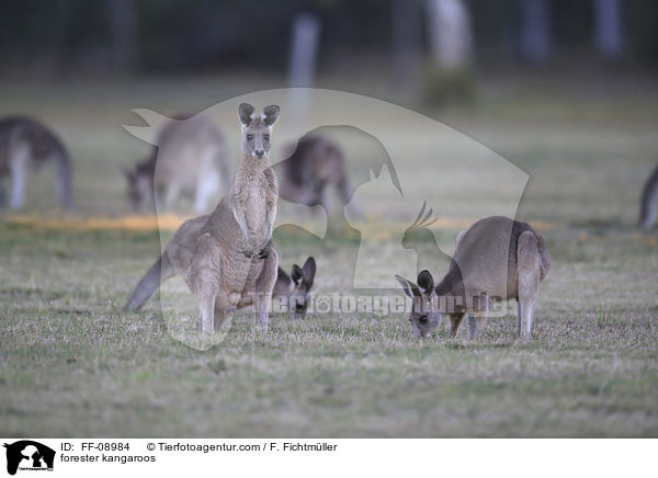 forester kangaroos / FF-08984