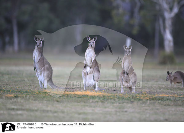 forester kangaroos / FF-08986