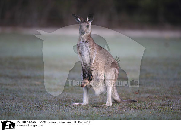 forester kangaroos / FF-08990