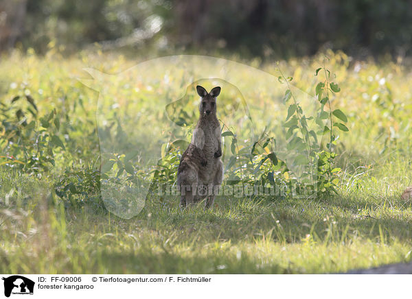 forester kangaroo / FF-09006