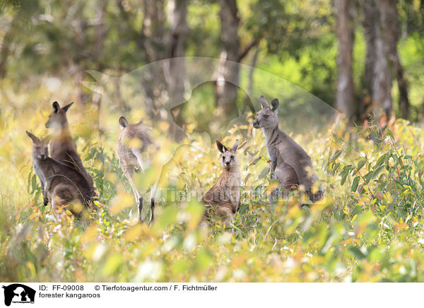 forester kangaroos / FF-09008