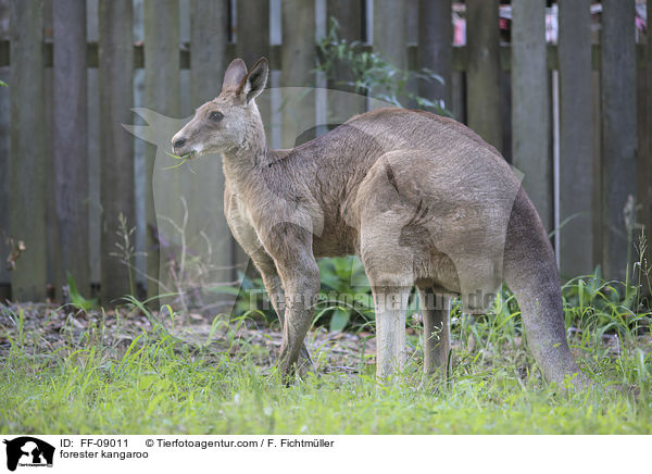 forester kangaroo / FF-09011