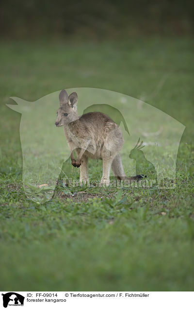 forester kangaroo / FF-09014