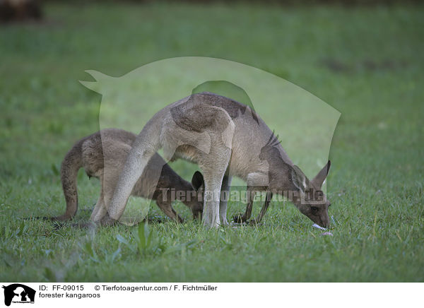 forester kangaroos / FF-09015