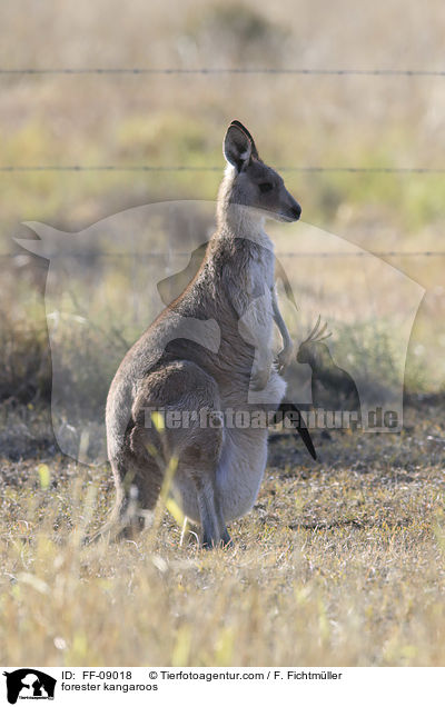 forester kangaroos / FF-09018