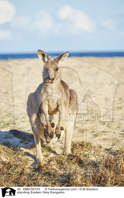 standing Eastern Grey Kangaroo / DMS-09103