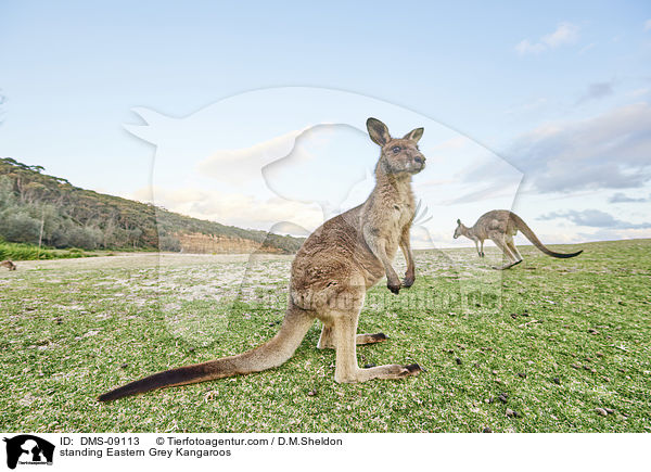 standing Eastern Grey Kangaroos / DMS-09113