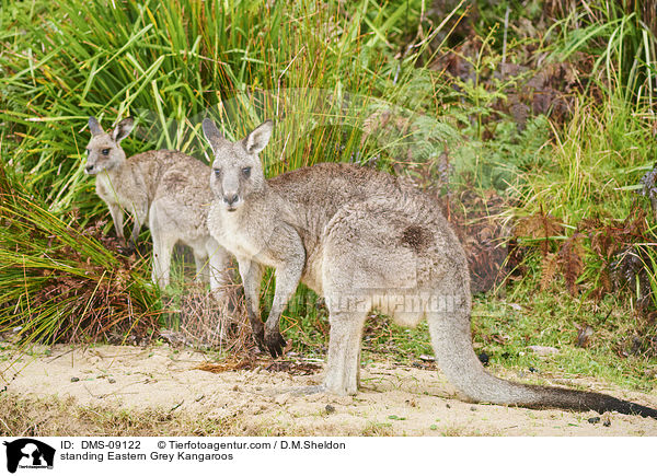 standing Eastern Grey Kangaroos / DMS-09122