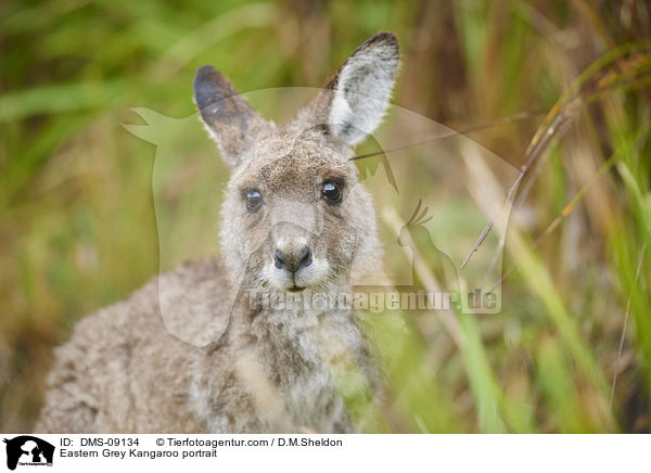 stliches Graues Riesenknguru Portrait / Eastern Grey Kangaroo portrait / DMS-09134