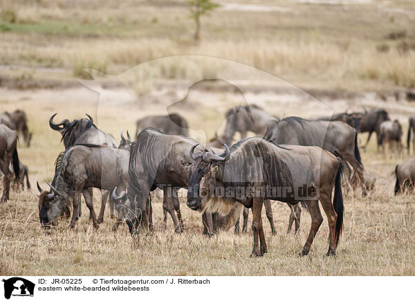 eastern white-bearded wildebeests / JR-05225