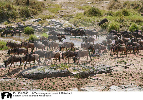eastern white-bearded wildebeests / JR-05248