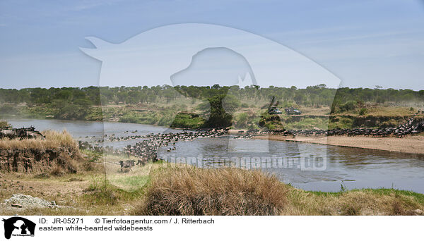 Weibartgnus / eastern white-bearded wildebeests / JR-05271