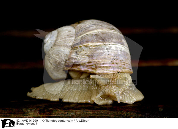 Burgundy snail / AVD-01690