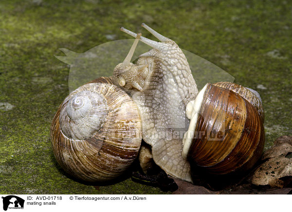 mating snails / AVD-01718