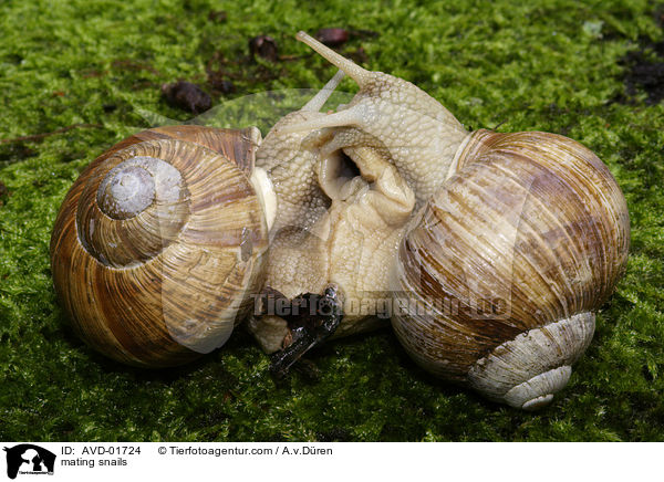 mating snails / AVD-01724