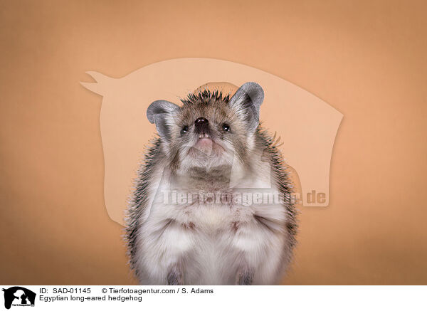gyptischer Langohrigel / Egyptian long-eared hedgehog / SAD-01145