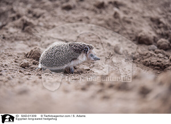 gyptischer Langohrigel / Egyptian long-eared hedgehog / SAD-01309