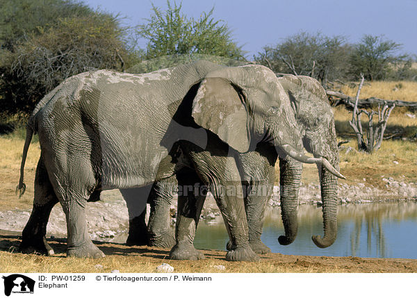 Elephant / PW-01259