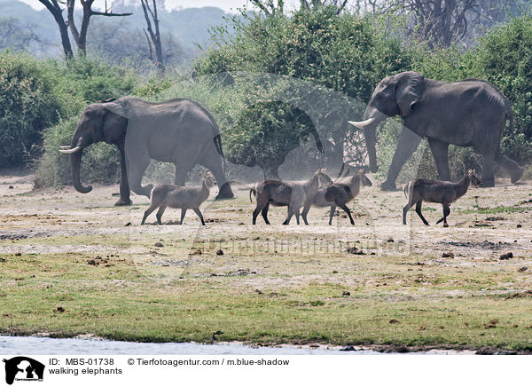 walking elephants / MBS-01738