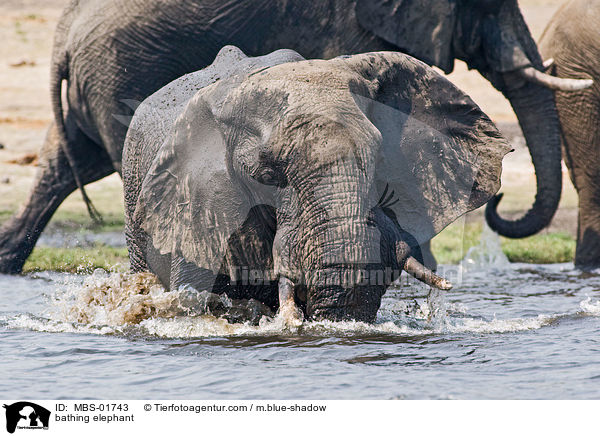 bathing elephant / MBS-01743